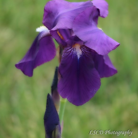 Check Out Vintage Items @ Stuff_n_Things  __ - Picture 4 of 7